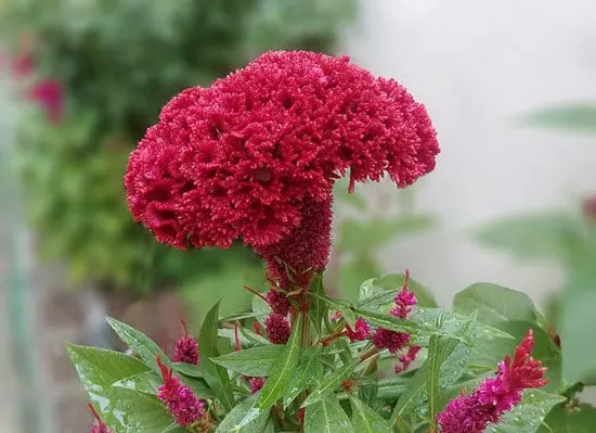 Most Beautiful Red Perennials Cockscomb Most Beautiful Red Perennials Cockscomb
