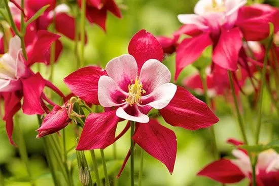 Most Beautiful Red Perennials Columbine Most Beautiful Red Perennials Columbine