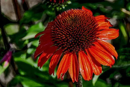 Most Beautiful Red Perennials Coneflowers