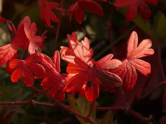 Most Beautiful Red Perennials Cranesbill Most Beautiful Red Perennials Cranesbill