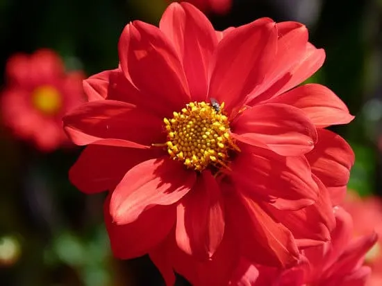 Most Beautiful Red Perennials Dahlia