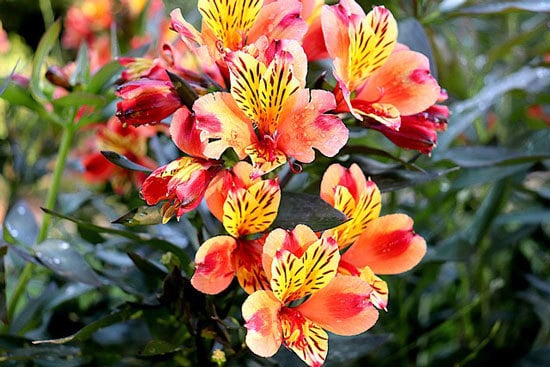 Most Beautiful Red Perennials Freesia