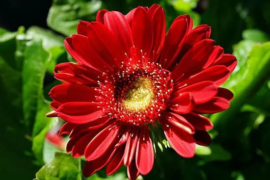 Most Beautiful Red Perennials Gerbera Daisy Most Beautiful Red Perennials Gerbera Daisy
