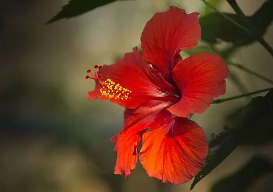 Most Beautiful Red Perennials Hibiscus Most Beautiful Red Perennials Hibiscus