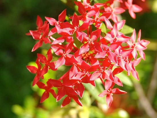 Most Beautiful Red Perennials Pentas Egyptian Starcluster