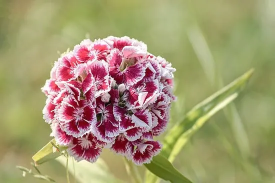 Most Beautiful Red Perennials Red Dianthus Sweet William Most Beautiful Red Perennials Red Dianthus Sweet William