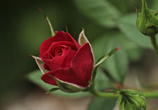 Most Beautiful Red Perennials Rose
