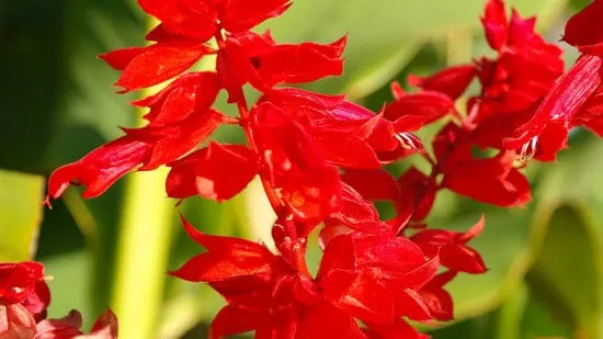 Most Beautiful Red Perennials Salvia Scarlet Sage Most Beautiful Red Perennials Salvia Scarlet Sage