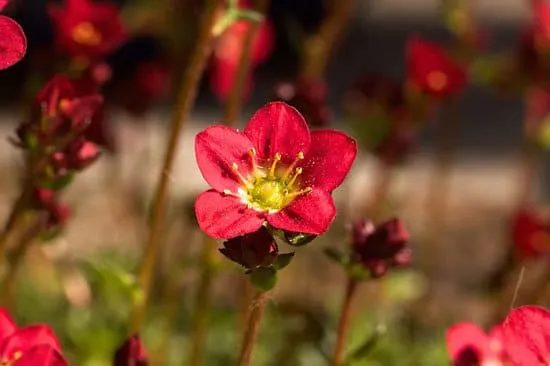 Most Beautiful Red Perennials Saxifraga Red Rockfoil Most Beautiful Red Perennials Saxifraga Red Rockfoil