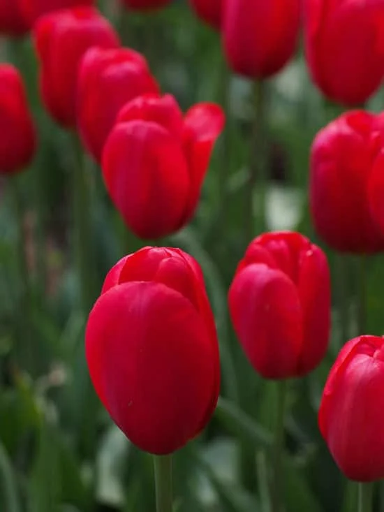 Most Beautiful Red Perennials Tulip Most Beautiful Red Perennials Tulip