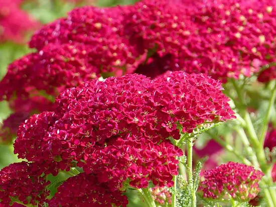 Most Beautiful Red Perennials Yarrow Most Beautiful Red Perennials Yarrow