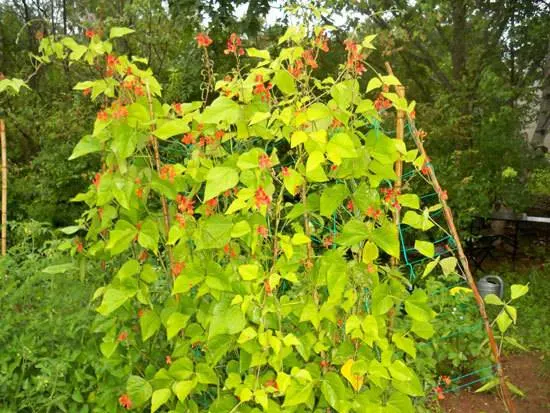 Pole Beans - Climbing Vegetables Easy to Grow and Harvest