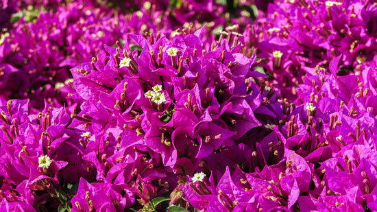 Purple Flowering Shrubs Bougainvillea