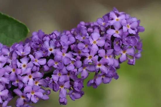 Purple Flowering Shrubs Buddleia Davidii Butterfly Bush