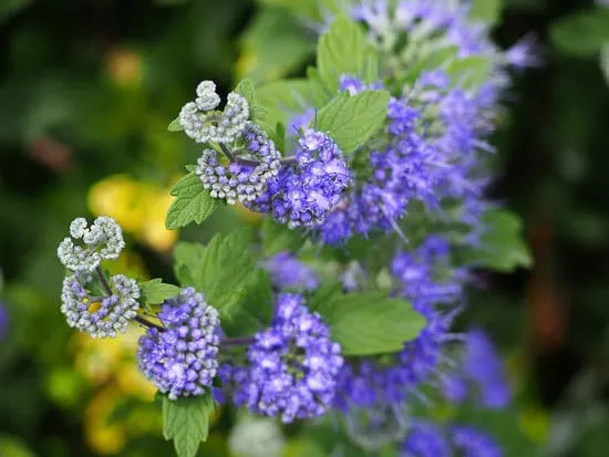 Purple Flowering Shrubs Caryopteris