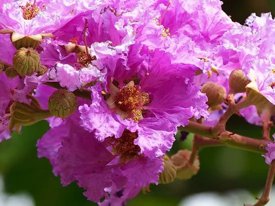 Purple Flowering Shrubs Crape Myrtle