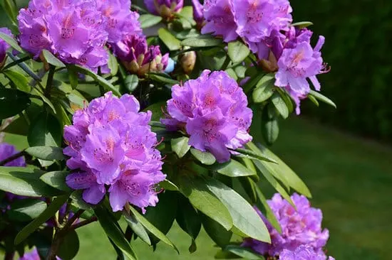 Purple Flowering Shrubs Rhododendron
