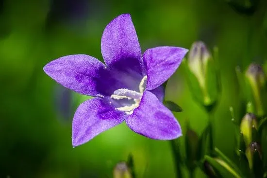 Purple Perennials Bellflower