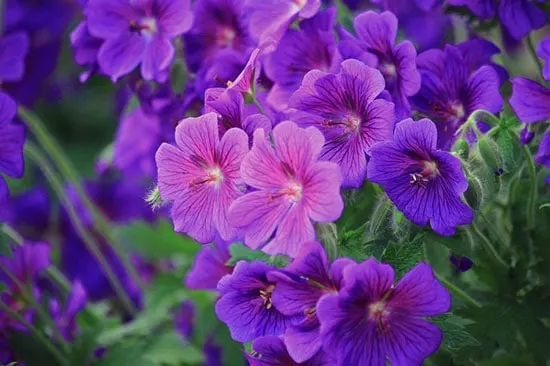 Purple Perennials Geranium