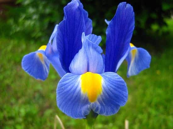 Purple Perennials Iris