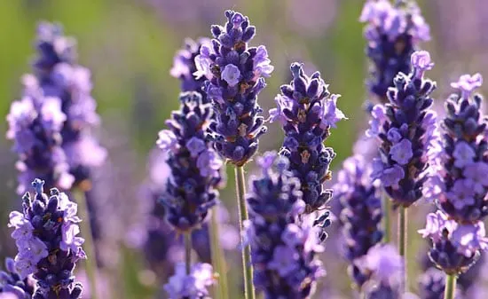 Purple Perennials Lavender