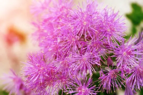 Purple Perennials Thalictrum
