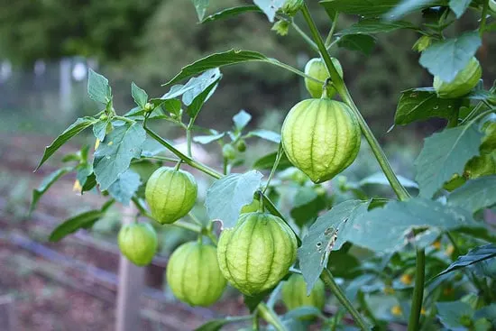 Tomatillos Tree - How to Store Tomatillos