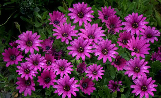 Vibrant Trailing Annual Flowers African Daisy Osteospermum Vibrant Trailing Annual Flowers African Daisy Osteospermum