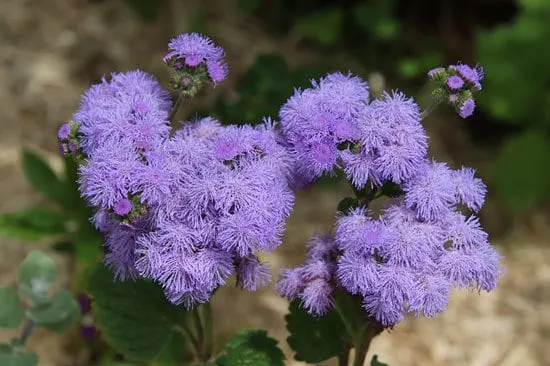 Vibrant Trailing Annual Flowers Ageratum