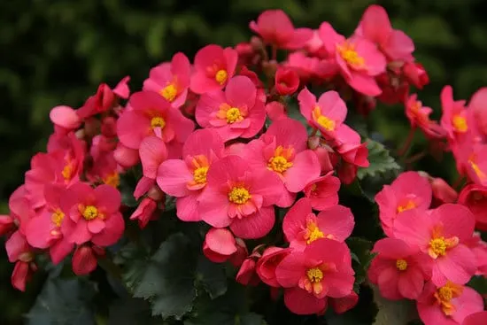 Vibrant Trailing Annual Flowers Begonia Vibrant Trailing Annual Flowers Begonia