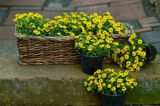 Vibrant Trailing Annual Flowers Creeping Zinnia Vibrant Trailing Annual Flowers Creeping Zinnia