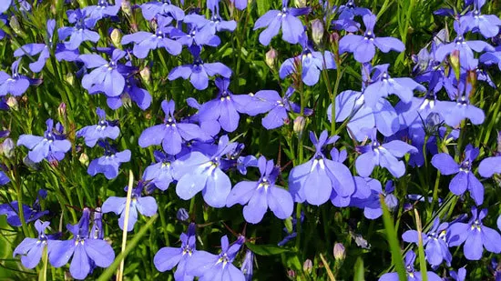 Vibrant Trailing Annual Flowers Lobelia Vibrant Trailing Annual Flowers Lobelia