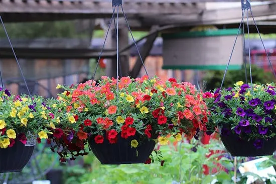 Vibrant Trailing Annual Flowers Million Bells Vibrant Trailing Annual Flowers Million Bells