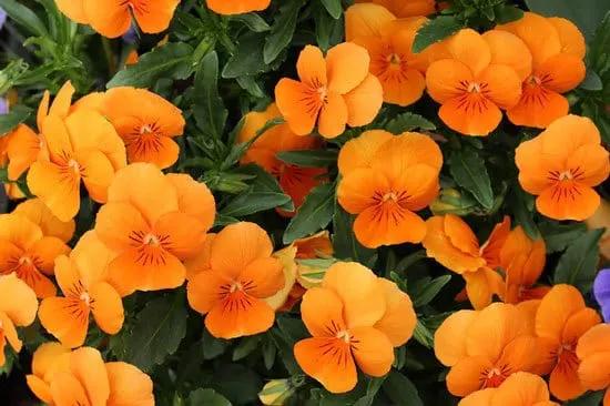 Vibrant Trailing Annual Flowers Nasturtiums