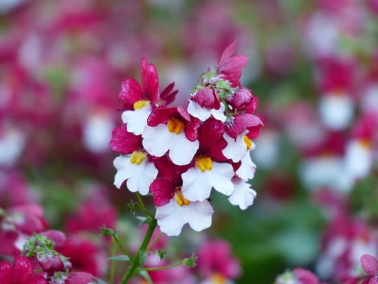 Vibrant Trailing Annual Flowers Nemesia