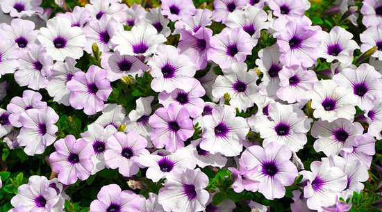 Vibrant Trailing Annual Flowers Petunia