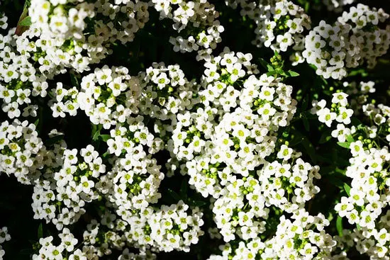 Vibrant Trailing Annual Flowers Sweet Alyssum