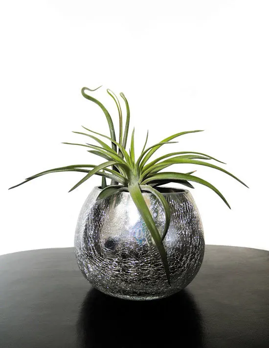 Air Plant Cutest Small Indoor Plants Air Plant Cutest Small Indoor Plants