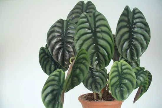 Alocasia Cutest Small Indoor Plants