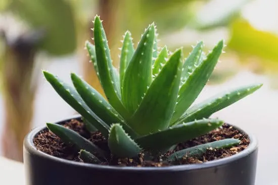 Aloe Vera Cutest Small Indoor Plants