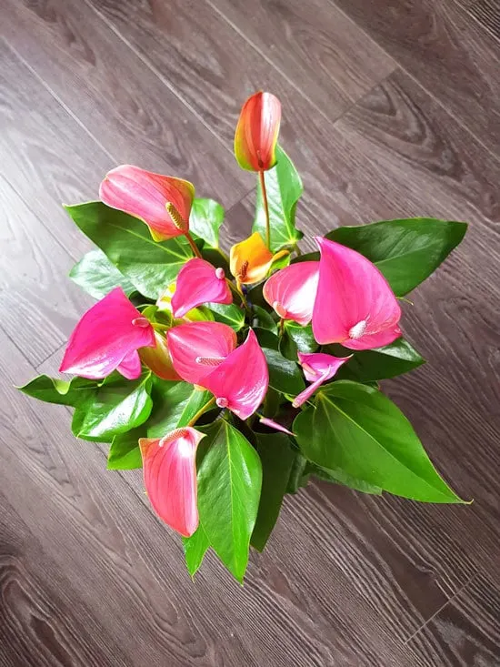 Anthurium Cutest Small Indoor Plants