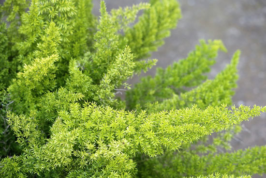 Asparagus Fern Cutest Small Indoor Plants