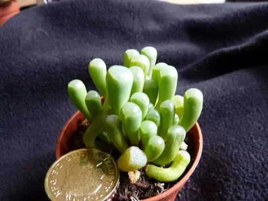 Baby Toes Cutest Small Indoor Plants Baby Toes Cutest Small Indoor Plants