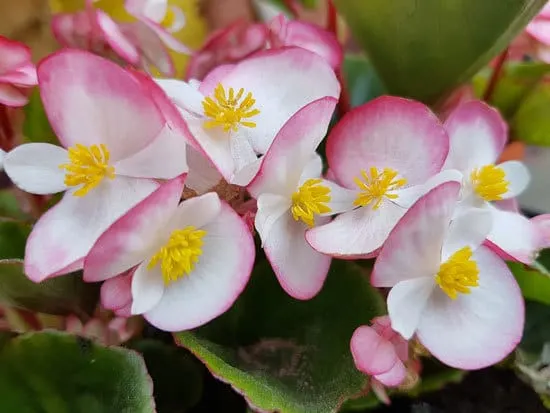 Begonia Cutest Small Indoor Plants