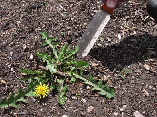 Best Hori Hori Knife Japanese Hori Hori Gardening Knife Remove Stumps Best Hori Hori Knife Japanese Hori Hori Gardening Knife Remove Stumps