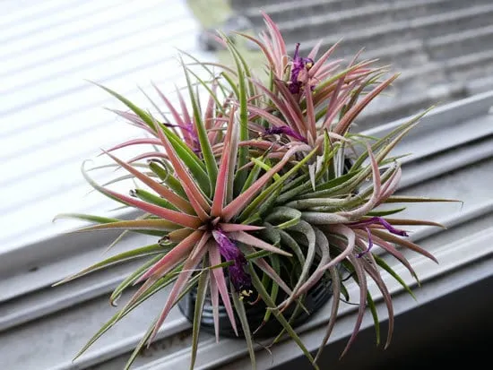 Bromeliad Cutest Small Indoor Plants