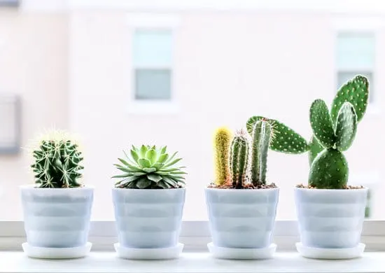 Cacti Cutest Small Indoor Plants