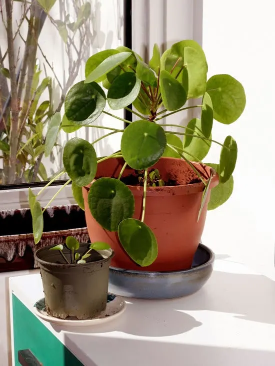 Chinese Money Plant Pilea Plant Cutest Small Indoor Plants