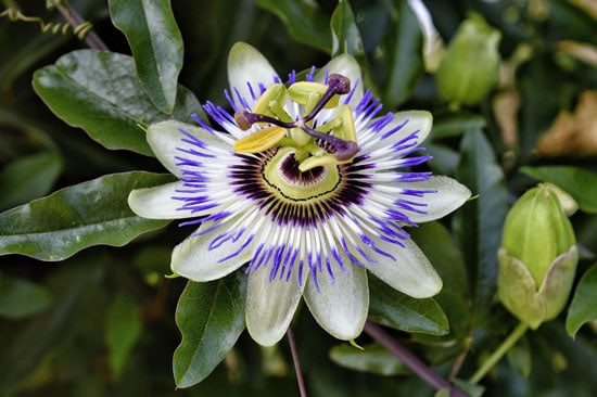 Climbing Flowers that Make Your Garden More Attractive Blue Crown Passion Flower