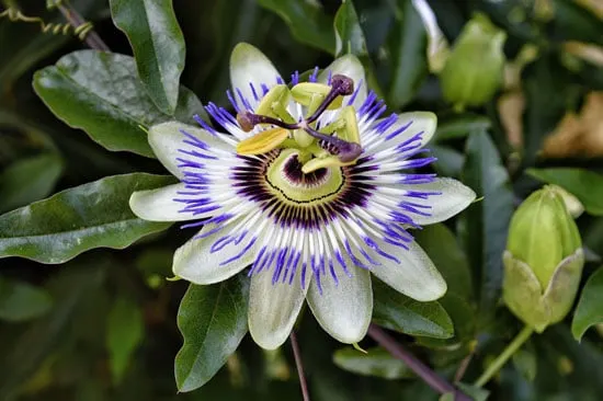 Climbing Flowers that Make Your Garden More Attractive Blue Crown Passion Flower Climbing Flowers that Make Your Garden More Attractive Blue Crown Passion Flower